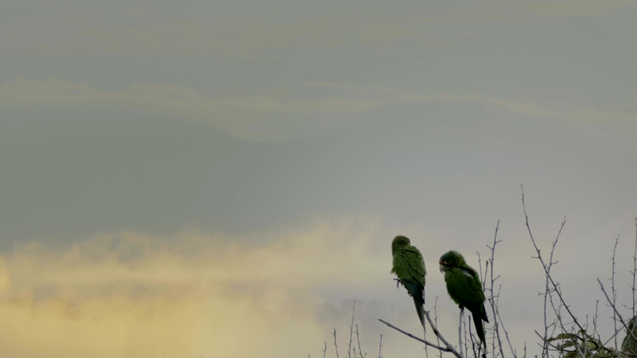 un par de periquitos salvajes en un árbol en costa rica al anochecer.