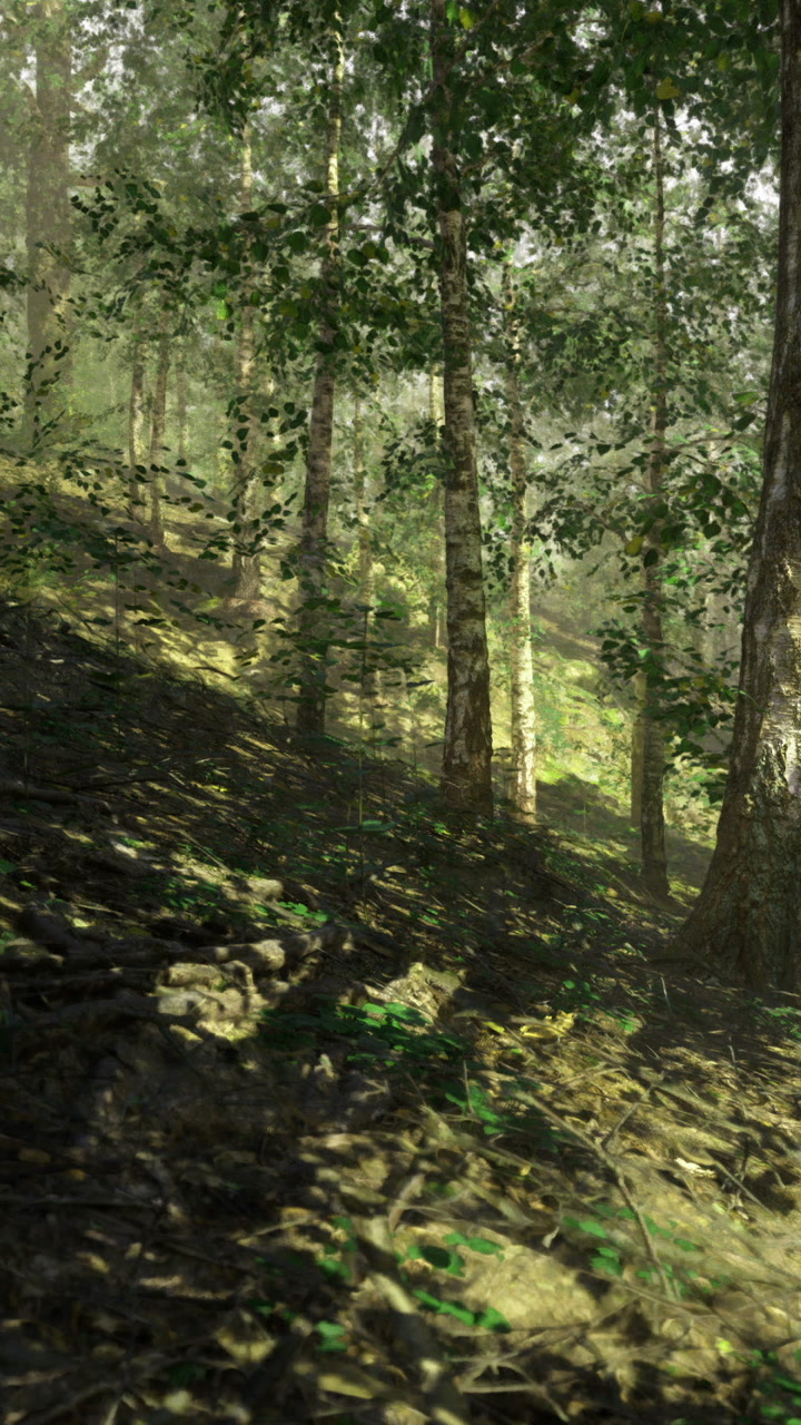 La luce del sole filtra attraverso alberi frondosi in una foresta serena