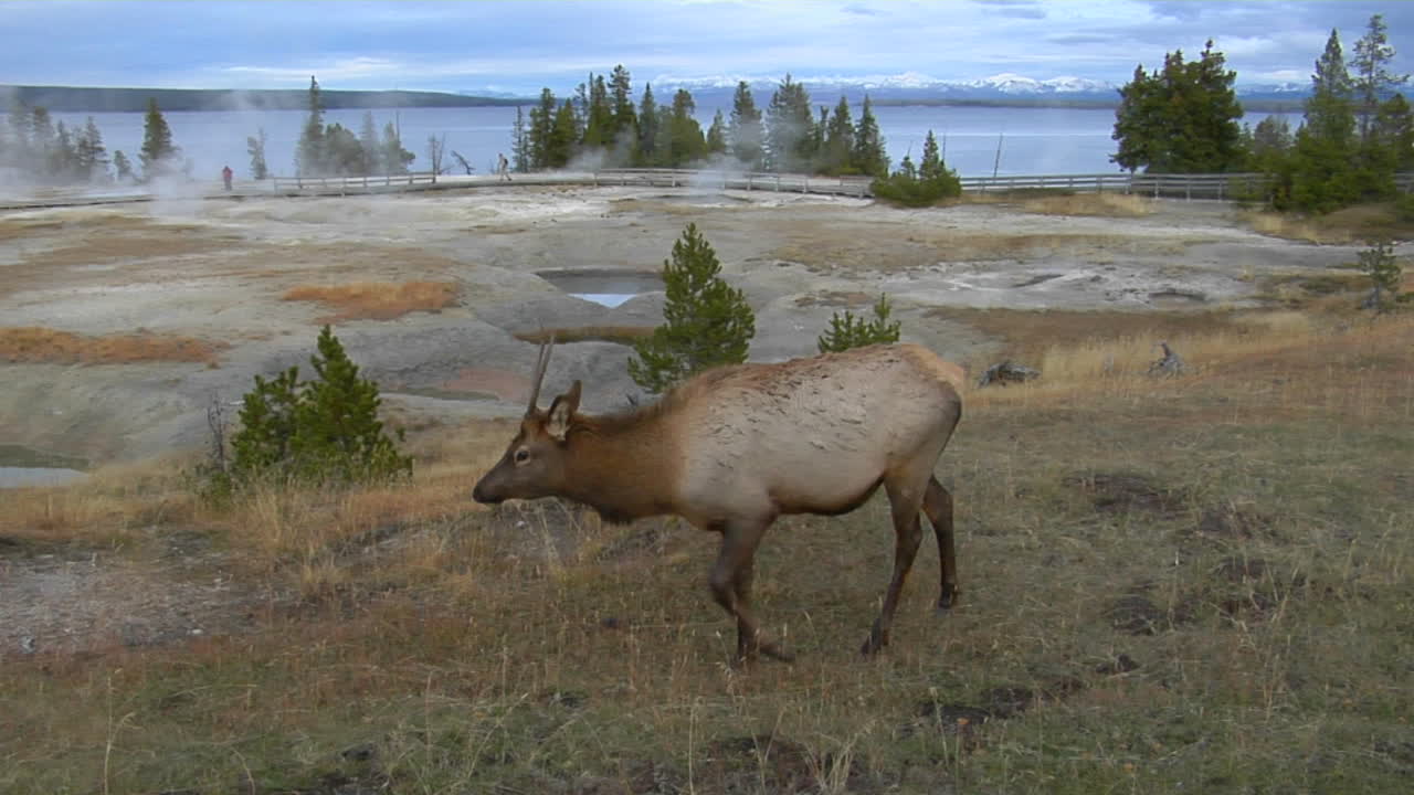 Los se pase v Yellowstonském národním parku