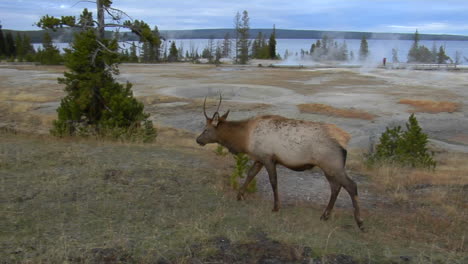 Un-Alce-Pasta-En-El-Parque-Nacional-De-Yellowstone.