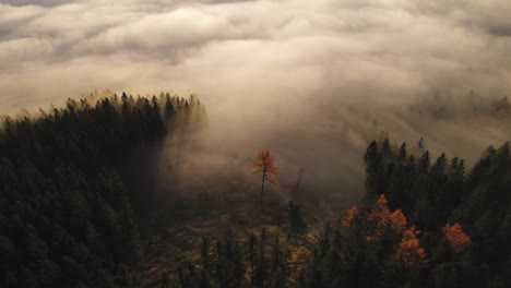 Single-orange-colored-tree-standing-between-a-big-forest-on-the-Karkonosze-Mountains-lighted-during-golden-hour-by-the-yellow-sunlight-while-the-valley-is-covered-by-clouds