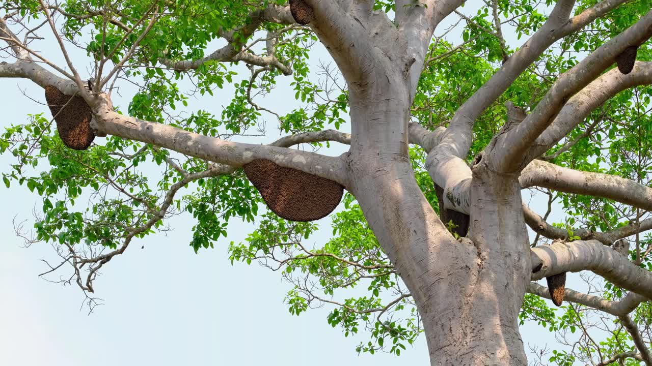 태국에서 볼 수 있는 큰 나무 가지 아래에 매달려 있는 꿀벌의 벌통