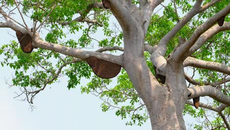 beehives of honeybees hanging under branches of a big tree as seen in thailand