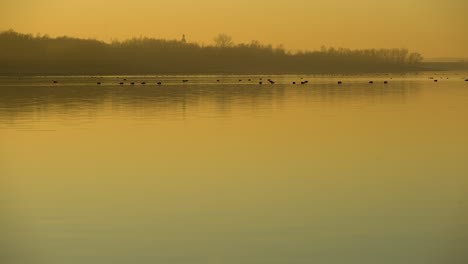 Birds-on-a-calm-lake-during-a-yellow-foggy-sunset