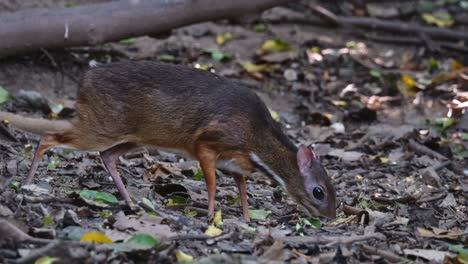 Blick-Nach-Rechts,-Auf-Der-Suche-Nach-Etwas-Nahrung-Auf-Dem-Waldboden,-Dann-Bewegt-Sich-Vorwärts-Ein-Wenig,-Zwergmaulhirsch-Tragulus-Kanchil,-Thailand