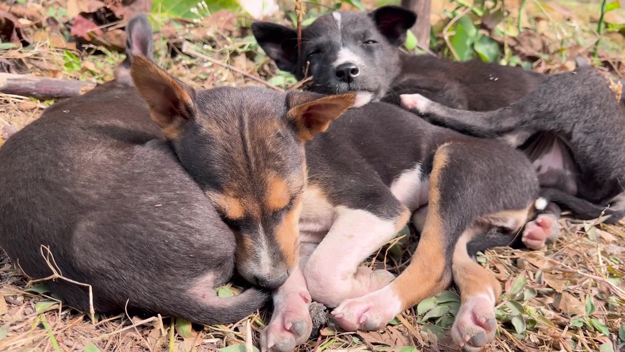 The puppies are lying huddled together.