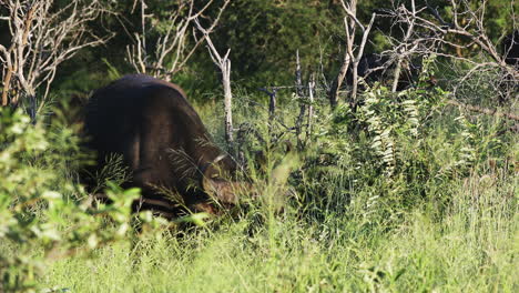 南非klaserie私人野生動物保護區的長高草地上放牧的角水牛 - 中等射擊