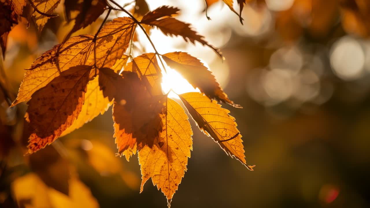 Swaying cluster of golden leaves under gentle breeze and shifting sunbeam in woodland, with bokeh