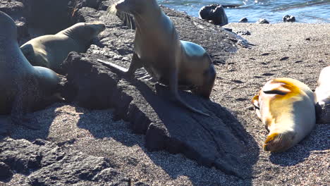 young sea lions emerge from the surf on the galapagos islands 1