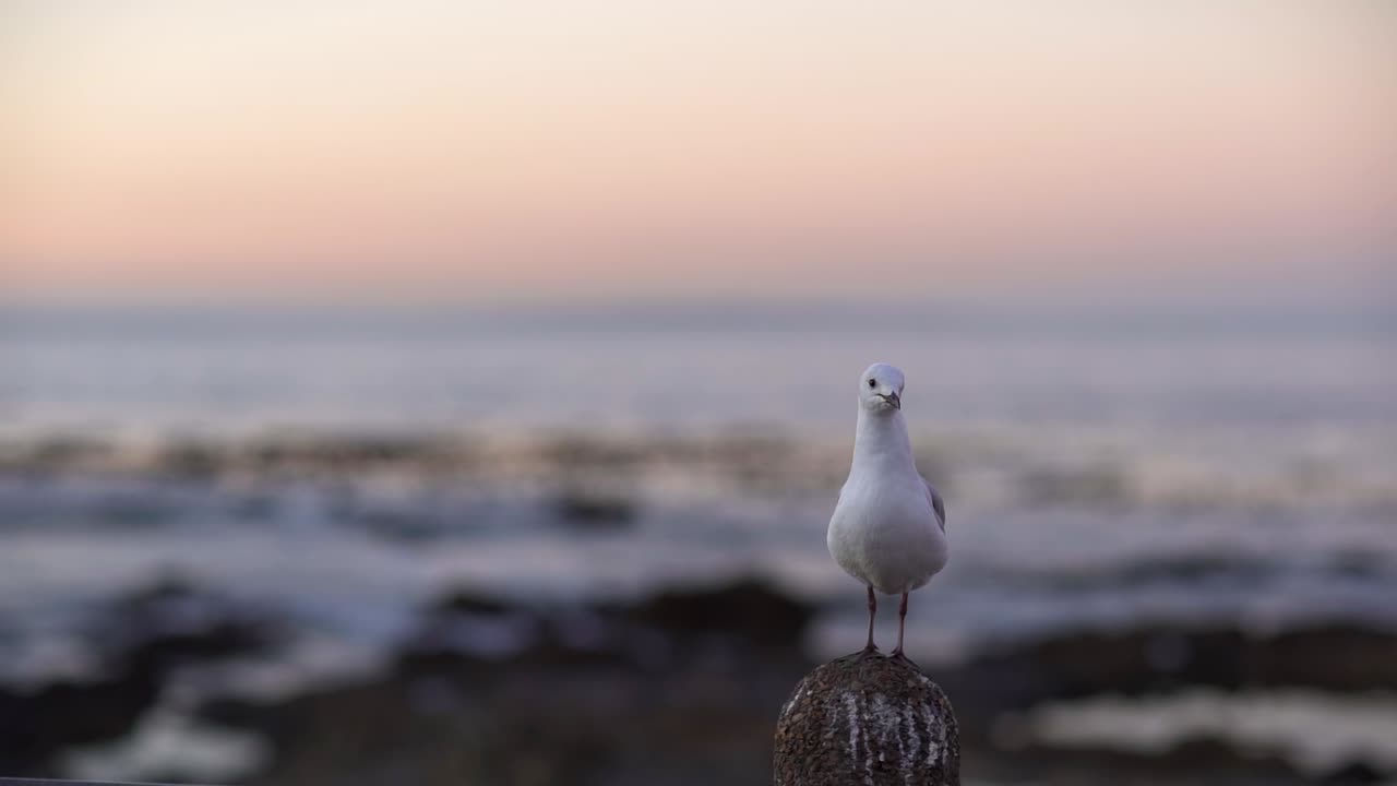 slow motion shot of a Seagull standing on a pillar and flying away as another chases it off