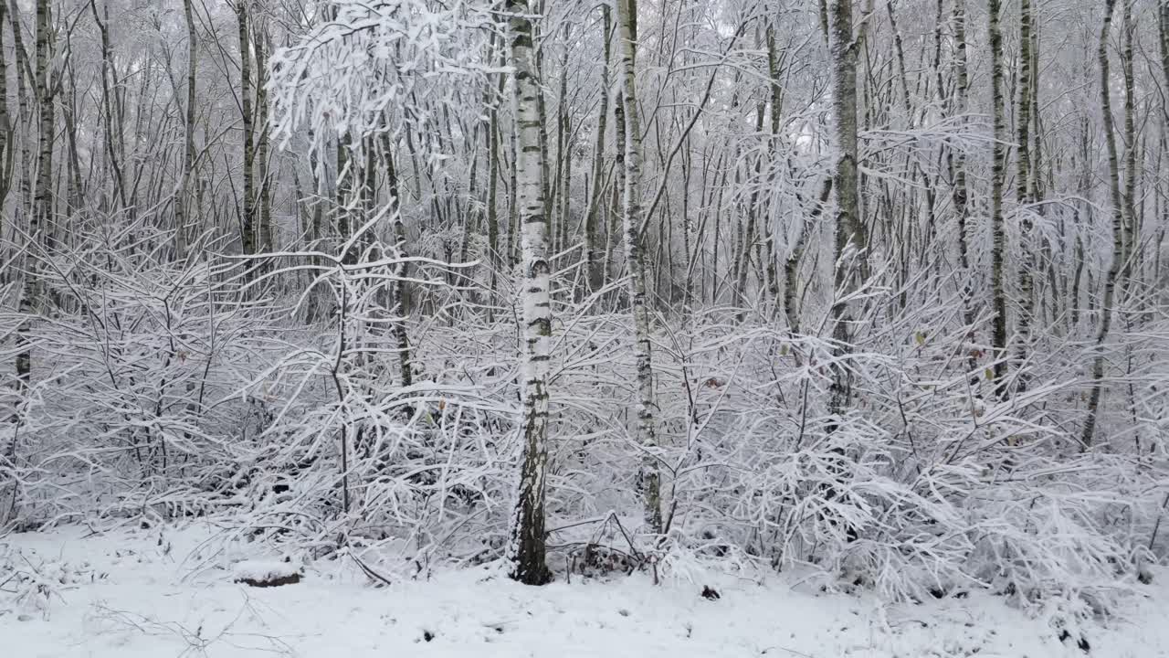 Drone moves low along the forest edge, revealing snow-covered birch trunks and a white woodland floor in soft slow motion
