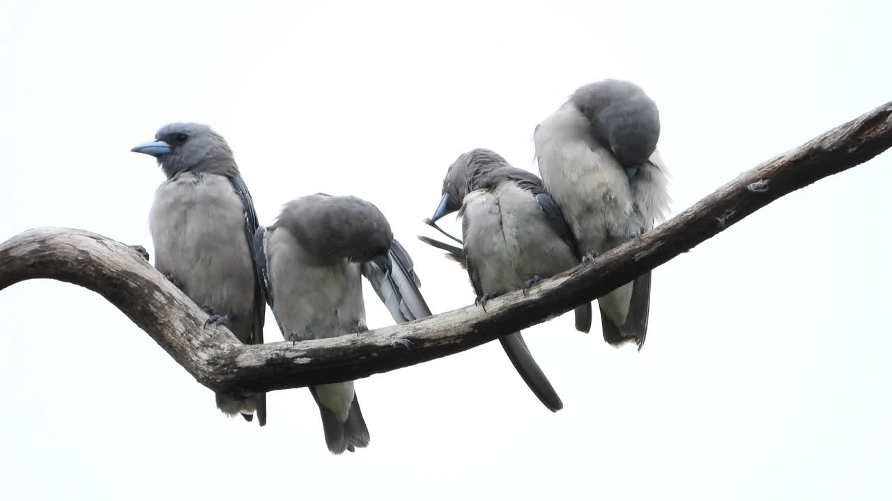 오싹한 작은 새들 uhd 4k mp4