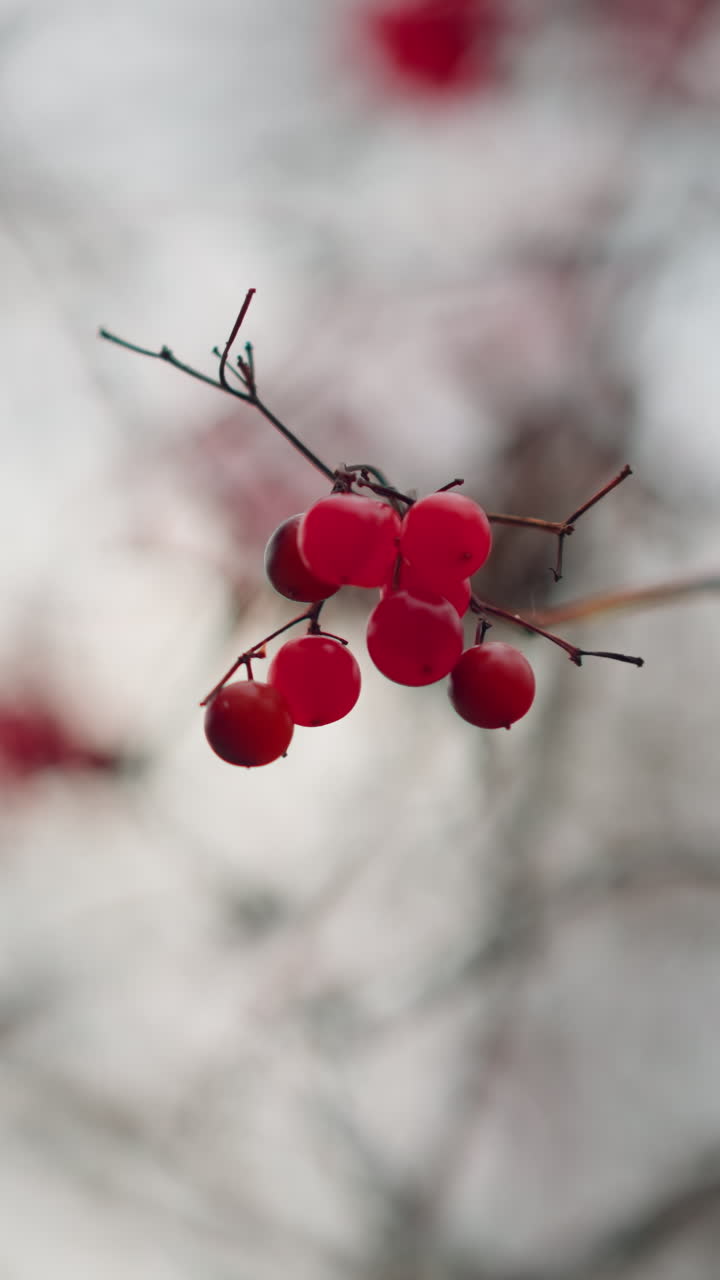 은 가지에서 부드럽게 매달려있는 활기찬 은 가을 베리의 클로즈업, 흐릿한 구름 하늘에 대해 부드럽게 흔들리고, 부드러운 초점은 부드러운 질감을 향상시니다.