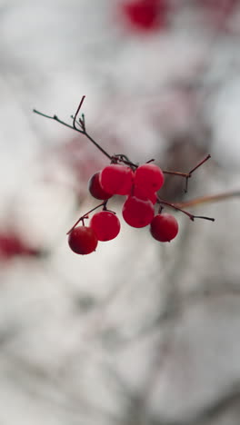 primer plano de vibrantes bayas rojas de otoño colgando delicadamente de ramas delgadas, balanceándose suavemente contra un cielo nublado borroso, el enfoque suave realza la textura delicada