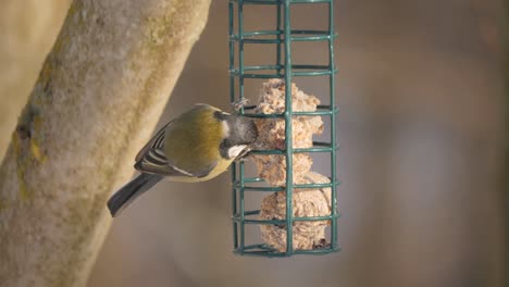 great tit eat fat balls