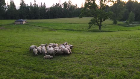 pequeño oído de ovejas pastando en un campo verde durante una puesta de sol en europa del este