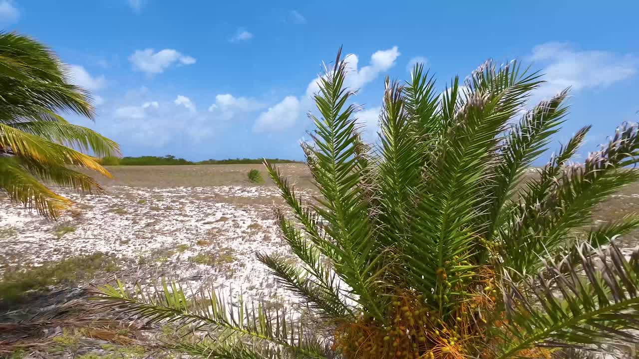 다채로운  ⁇ 나무, 익은 과일, 날짜, cayo de agua 열대 섬, 가까운 사진