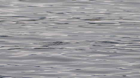 bufflehead bird dive into the water looking for fish to eat