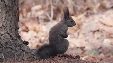 eurasian gray squirrel sitting up next to pine trunck with paws together