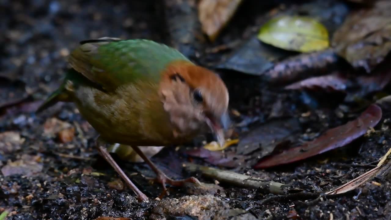 rusty-naped pitta는 고지대 산림 서식지에서 발견되는 신뢰하는 새입니다. 태국에는 이 새를 찾을 수 있는 장소가 너무 많습니다.