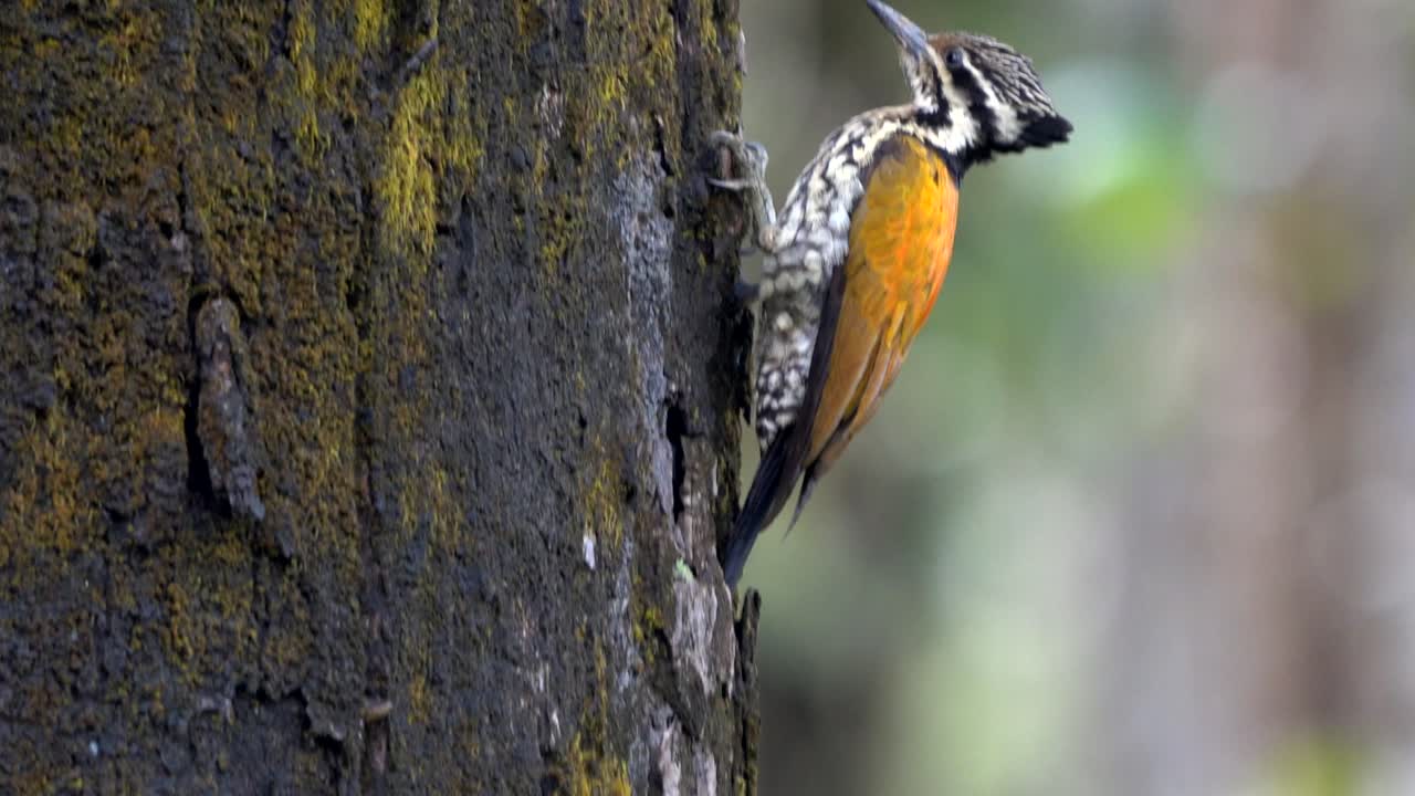 un pájaro carpintero del himalaya recogiendo larvas e insectos de la corteza de un árbol