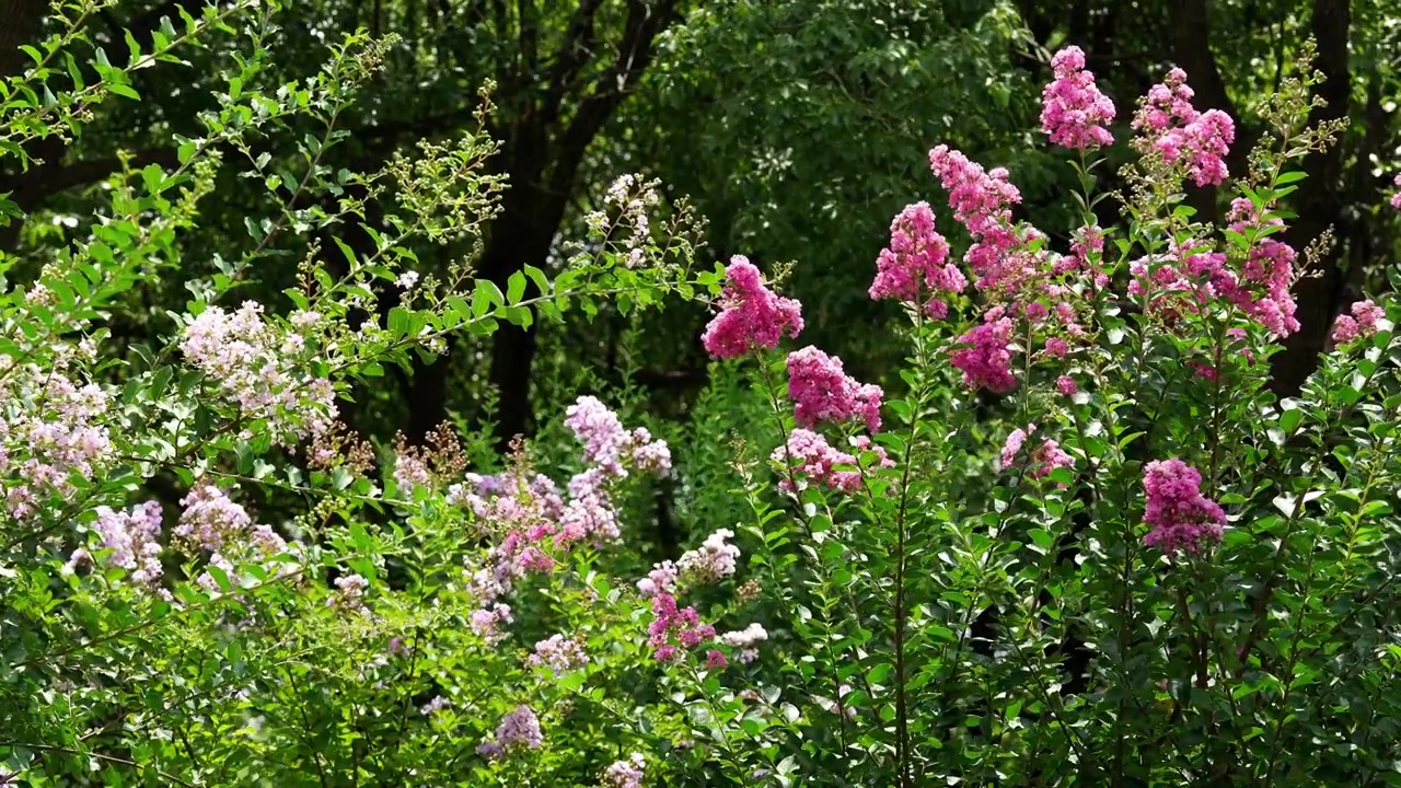Pink and White Crape Myrtle Flowers Blooming Against Dark Green Foliage (4K)