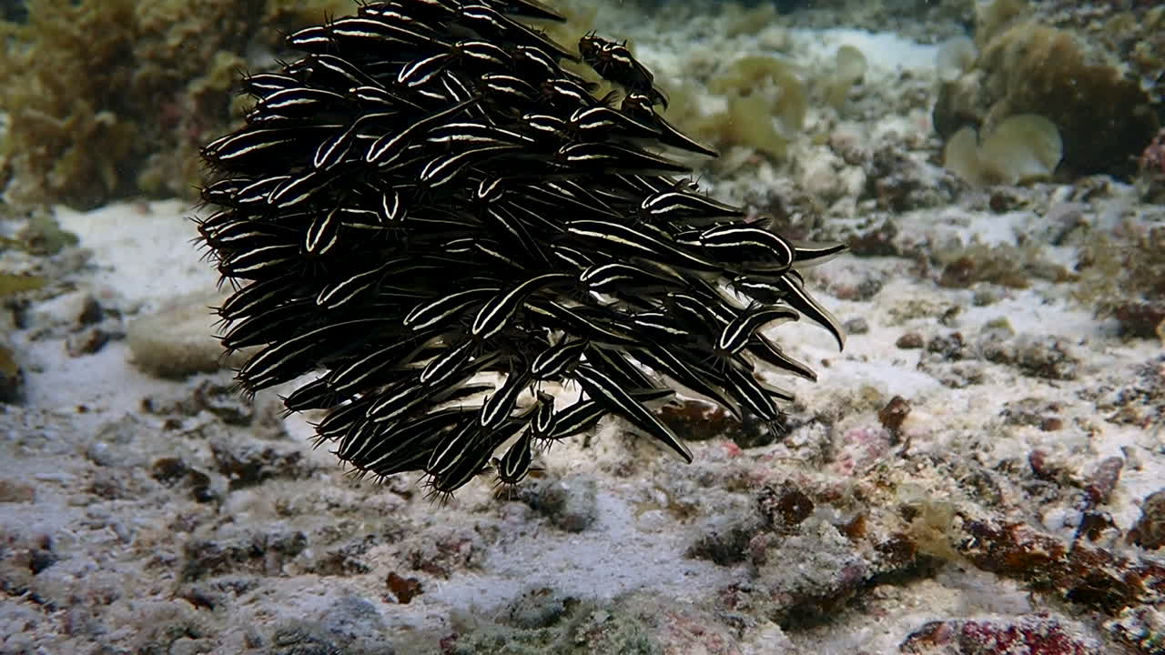 Close up on juveniles striped eel catfish form dense ball-shaped school in a shallow reef. Moalboal, Cebu, Philippines.