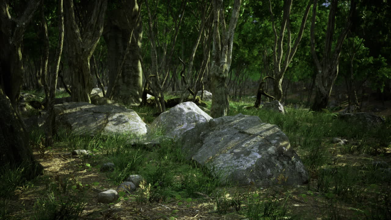 Serene forest setting with large rocks and lush greenery in daylight