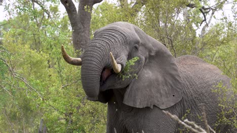 an african elephant uses its trunk to strip leaves off dense acacia trees, kruger, loxodonta africana