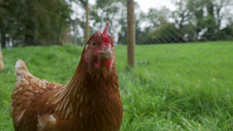 neugieriges freilandhuhn, das im grünen gehege direkt in die kamera blickt