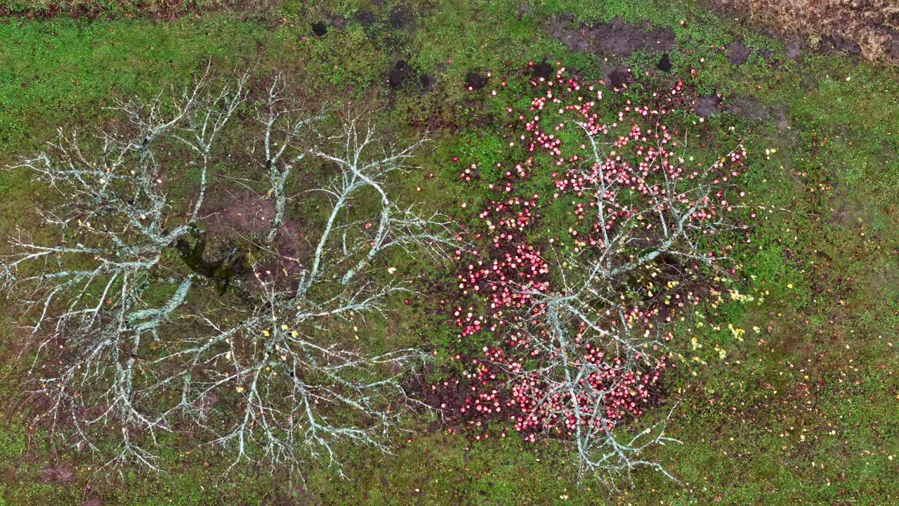 Aereo: meli nella natura con mele a terra durante il giorno, ripresa con drone dall'alto