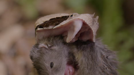 macro close up of a gaboon viper eating a rat