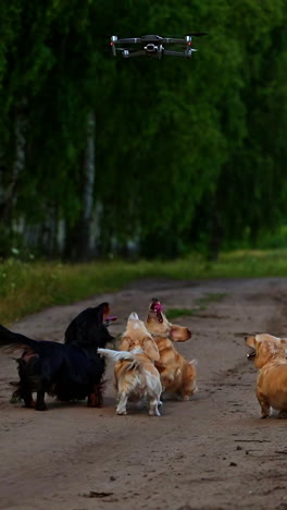 pedigree dogs and drone. group of adorable dachshunds walk in rural nature and bark on the drone over their heads. vertical video