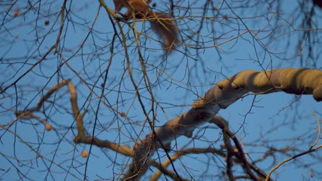 Ardilla-Roja-Euroasiática-Corre-Y-Salta-Sobre-Una-Rama-De-árbol,-Países-Bajos,-Cámara-Lenta