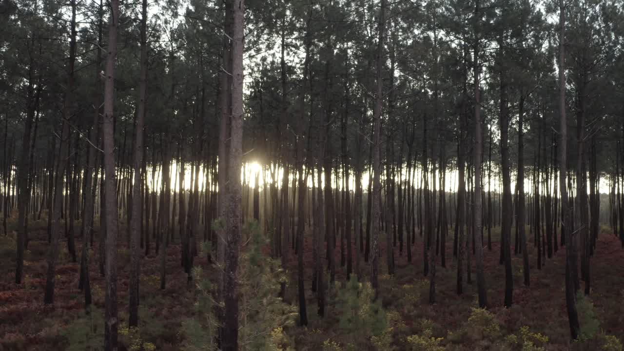Pine trees forest at sunset. Peaceful nature scene, France