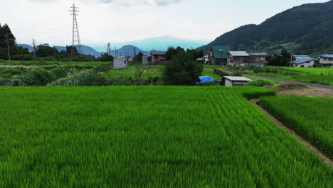 aerial view rising over a rice field, revealing a rural village, in cloudy japan