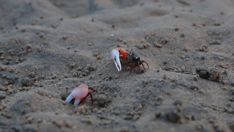 Seekrabben-Am-Strand,-Wasserkrabben,-Winkerkrabben,-Rote-Krabbe,-Mangrovenkrabbe,-Einbeinige-Krabbe