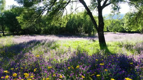 flight-in-reverse-at-ground-level-with-a-drone-against-light-in-a-meadow-with-ash-trees-and-discovering-a-variety-of-violet,-yellow-and-white-flowers-with-green-grass-Tietar-Valley-Avila-Spain