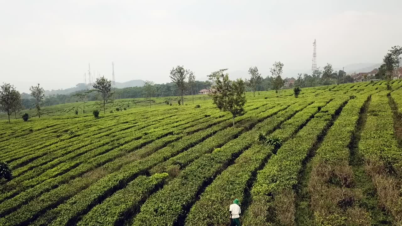 Drone flying over a worker in a tea plantation in Java, Indonesia