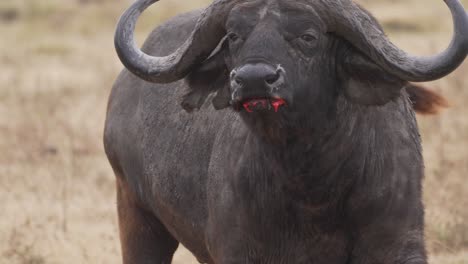 cinematic and savage shot of buffalo wounded after fighting with blood in the mouth