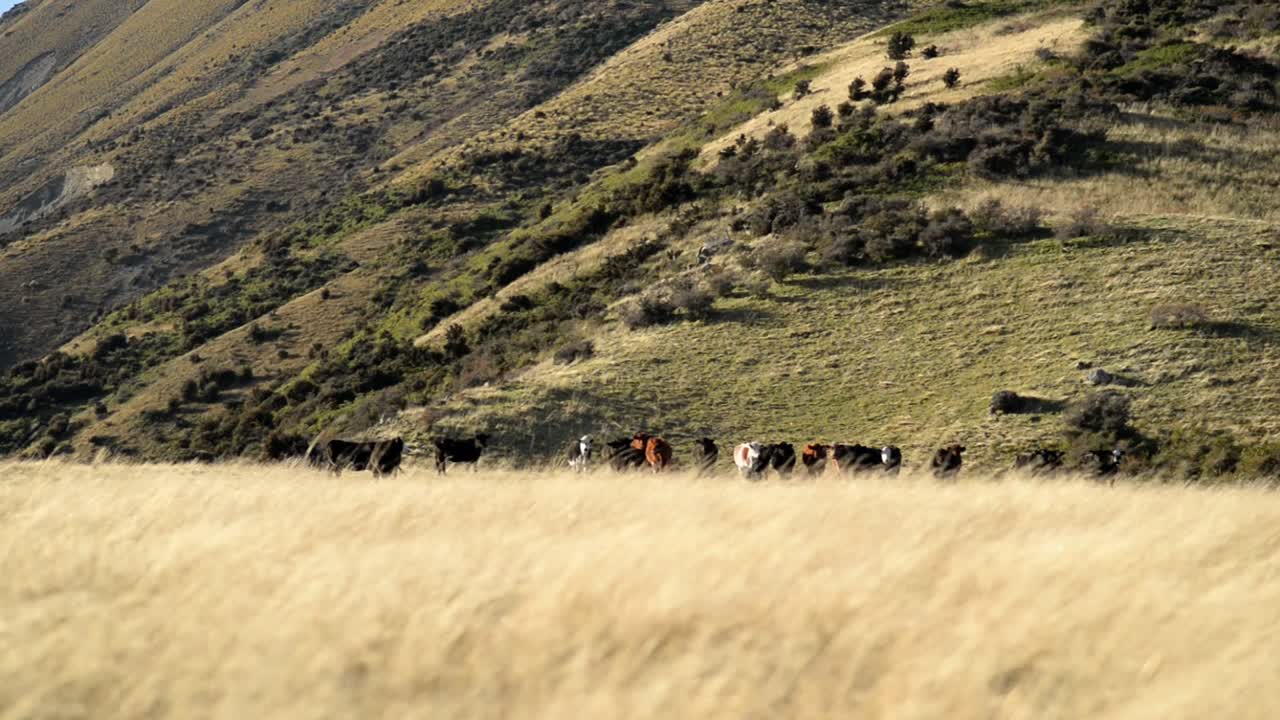 호기심 많은 소들의 무리가 뒤로  ⁇ 아오르는 가파른 잔디로 된 산을 보고 있습니다.