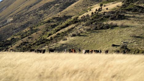 Herd-of-curious-cows-looking,-steep-grassy-mountain-towering-behind