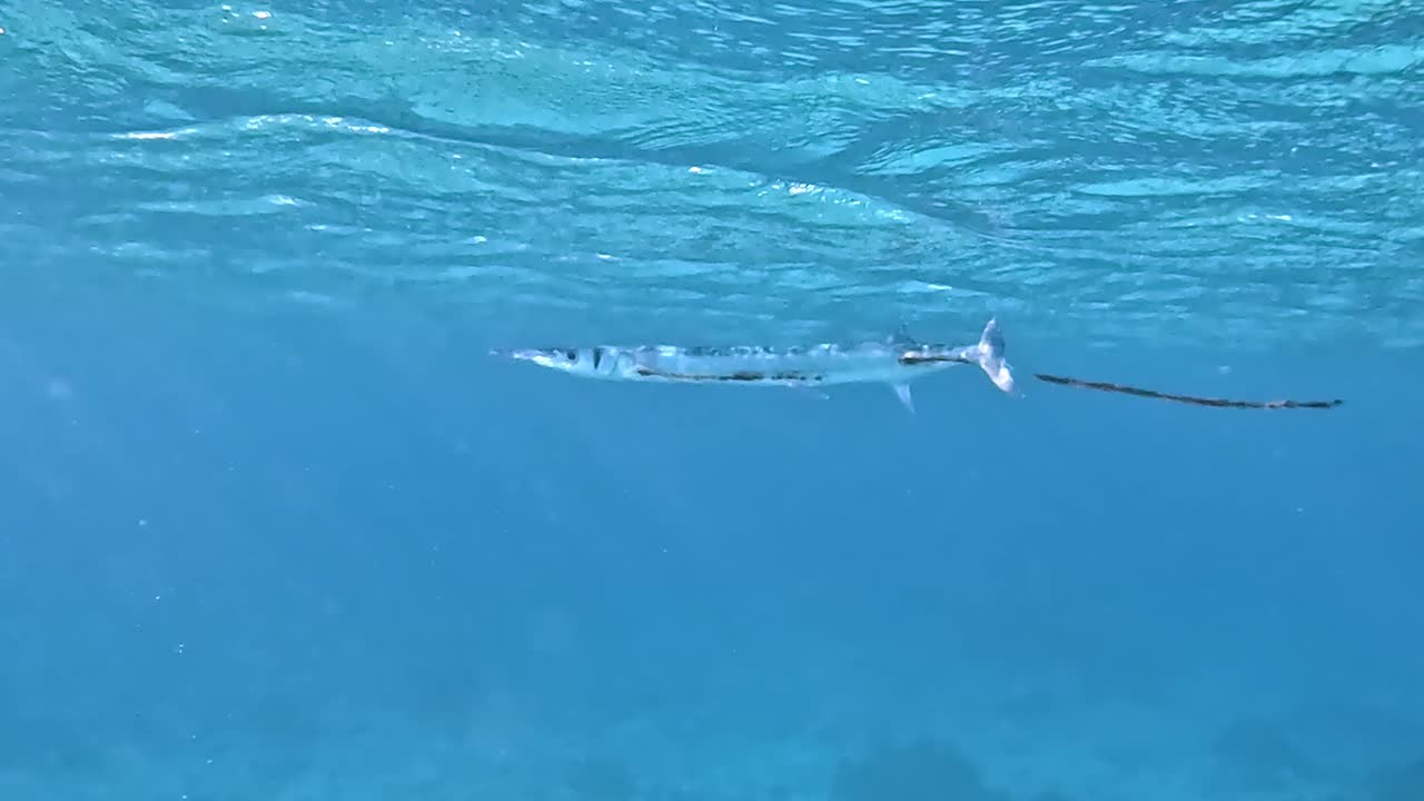 파도 아래 푸른 바다에서 헤엄치는 하운드피쉬