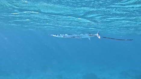 Houndfish-Nadando-En-El-Mar-Azul-Bajo-Las-Olas-Del-Océano