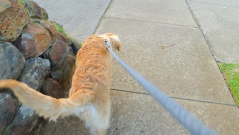 Pov,-Der-Einen-Jungen-Golden-Retriever-Hund-An-Der-Leine-Führt,-Zeitlupe