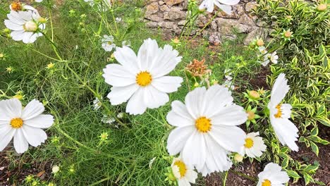 white cosmos flowers in a lush garden