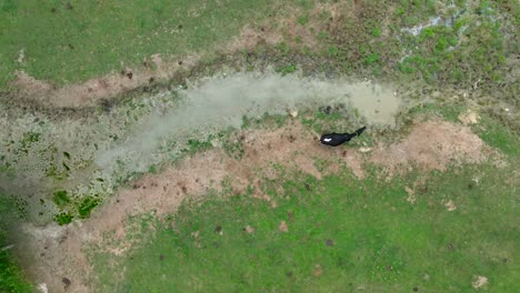 Vaca-Negra-Pastando-Cerca-De-Agua-Contaminada