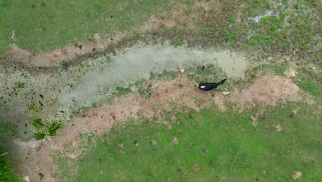 vaca negra pastando cerca de agua contaminada
