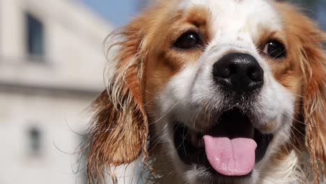 primer plano de un golden retriever con la lengua afuera