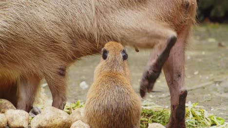 Mutter-Capybara-Geht-Weg,-Nachdem-Sie-Ihre-Babymilch-Gestillt-Hat